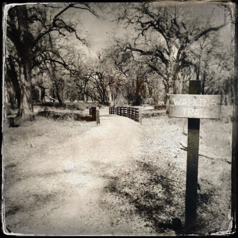 Walking Trail with old trees, black and white tintype style